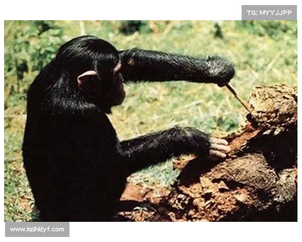 进化萨横扫7.0，巅峰掠食者攻略法则