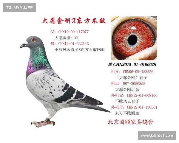 金刚不败新手速成指南:从入门到称霸 金刚不败新手速成指南:从入门到称霸